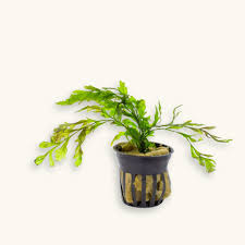 Image result for Bolbitis