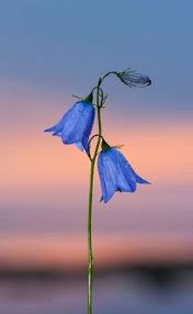 Check spelling or type a new query. Fiori A Campana