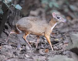 Deer mice are attracted to homes with plenty of vegetation and protective sites with piles of rocks or firewood in the yard. Lesser Mouse Deer Cute Animals Mouse Deer Nature Animals