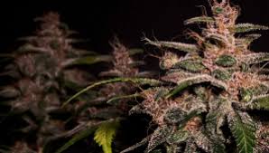 Try to keep an eye on the soil to make sure it's always moist. 7 Top Tips On Supporting Heavy Buds Indoors Fast Buds
