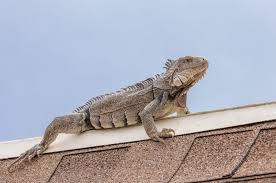 How to get rid of them aside from legally killing them, there are other humane ways of removing iguanas from your property, most of which revolve around the concept of control and prevention. 6 Smart Ways To Get Rid Of Iguanas On Your Roof Wigglywisdom Com