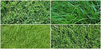 An Overview Of The Major Types Of Lawn Grasses While Selecting Lawn Grasses You Should Go For Those That Thrive In T Types Of Lawn Grass Type Lawn Grass Types