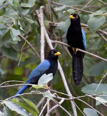 Black Bird With White Tipped Wings And Tail Yucatan Jay Cyano Corax Yucatanicus Tulum Mx Immature Adults Are Black With Cerulean Blue Wings Mantle And Tail They Have Black Bil Vogels Vlinders