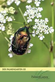 Image result for Streptocarpus myoporoides