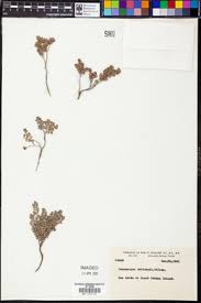 Image result for Euphorbia mossambicensis