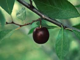 Plant a fruit tree you won't find in most backyards to enjoy a bounty of fresh flavor. Unusual Fruit Trees To Grow Hgtv