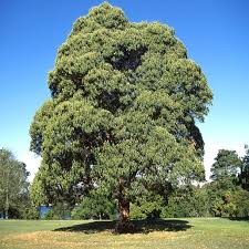 Image result for Lophostemon confertus