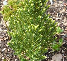 Image result for Helichrysum aureum