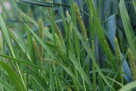 Image result for Setaria verticillata
