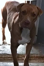 Pitbull Terrier Mix Black And Brown Pin On Please Adopt A Pet Save A Life