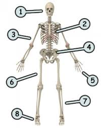 This time i will show you the more interesting look, perfect for tattoos and scary drawings. Drawing A Cartoon Skeleton