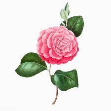 Download Premium Vector Of Pink Camellia Rose Flower Vector 2090047 Rose Flower Flower Illustration Flowers