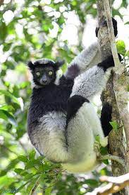 Indri Madagascar Weird Animals Animals Wild Indri