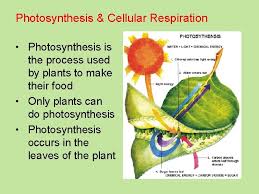 Maybe you would like to learn more about one of these? Photosynthesis Respiration Understanding Photosynthesis Respiration Where Does Photosynthesis