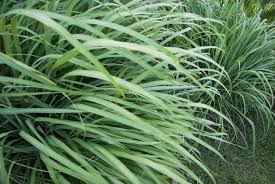 Plante Repulsive Anti Moustiques Lesquelles Choisir Anti Moustique Moustique Citronnelle Plante