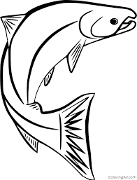 Some salmon coloring may be available for free. Salmon Coloring Pages Coloringall