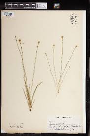 Image result for Xyris fugaciflora