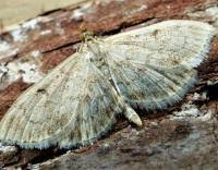 Image result for Anania perlucidalis