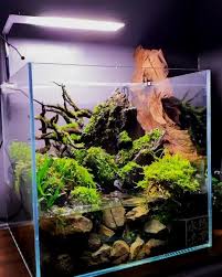 Pin On Aquarium Driftwood