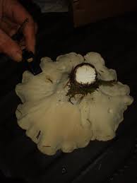 Fairly certain these are Clitocybe odora