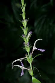 Image result for Cephalophis lukei