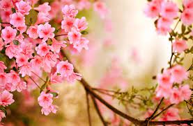 If you're looking for the best spring season wallpapers then wallpapertag is the place to be. Romantic Spring Desktop Wallpapers Top Free Romantic Spring Desktop Backgrounds Wallpaperaccess
