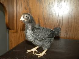Olive Egger Olive Egger Chickens Backyard Olive Egger Chicken