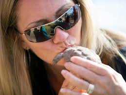Desert tortoise adoption event in Phoenix sees big turnout