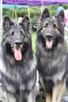 Shiloh Shepherd Dog Breed Information and Pictures
