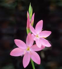 Image result for Hesperantha