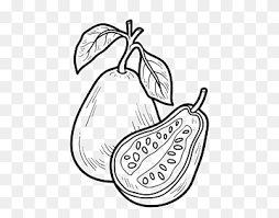 Drawing Book For Kids Guava Fruit Coloring Book Vegetable Love White Food Png Pngwing The guava is any of numerous trees and shrubs of the genus psidium (family myrtaceae) native to tropical america. pngwing
