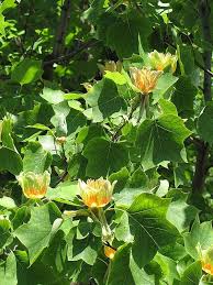 We did not find results for: 12 Best Trees To Plant In Southwestern Ontario Simpliscapes London Ontario