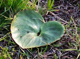 Image result for Eriospermum porphyrium