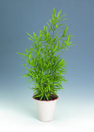 Image result for Asparagus falcatus