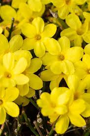 Image result for Jasminum