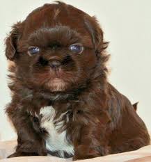Pronunciation of shichi with 2 audio pronunciations, 1 meaning, 4 translations, 2 sentences and more for shichi. Twenty Shih Tzu Facts