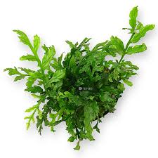 Image result for Bolbitis