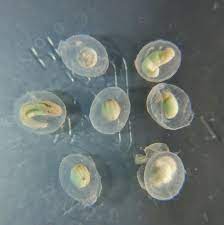 Gold Dust Newt Eggs Cynops Ensicauda Popei Caudata Org Newts And Salamanders Portal