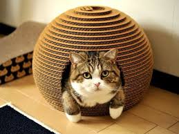 1001 Designs Captivants De Maison De Chat En Carton Maison De Chat En Carton Maison De Chat Chat Diy