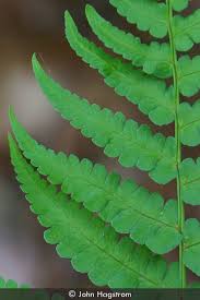 Image result for Dryopteris fadenii
