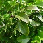 Image result for Maytenus chasei