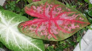 Absence of some parts (incomplete flowers). Some Plants Don T Bear Fruit Sarasin S Thoughts