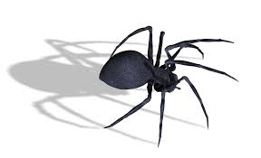 Avengers png have transparent background. Black Widow Spider Png Image