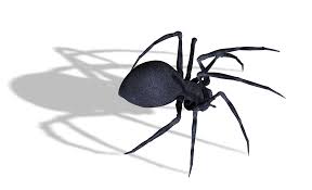 Females are larger than males and measure up to 15 millimetres while the males it is possible that some bites may result when a spider mistakes a finger thrust into its web for its normal prey, however, ordinarily intrusion by any. Black Widow Spider Png Image