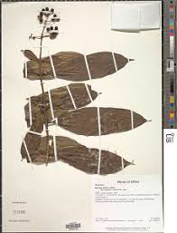 Image result for Rutidea