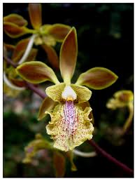 Image result for Annickia ambigua