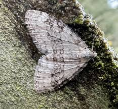 Image result for Trichopteryx