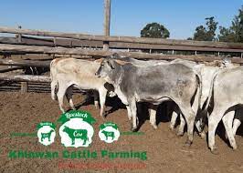Among our preferred breeds are: Brahman Cattle For Sale Khinawn Cattle Farming Pty Ltd