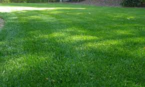 A zoysia lawn is more than grass. 2021 Zoysia Sod Cost Zoysia Grass Sod Prices