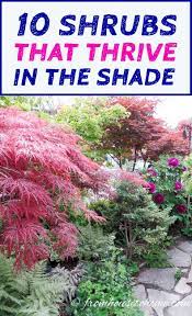 Shade Loving Shrubs The Best Bushes To Plant Under Trees Gardening From House To Home Shade Loving Shrubs Shade Shrubs Plant Under Trees
